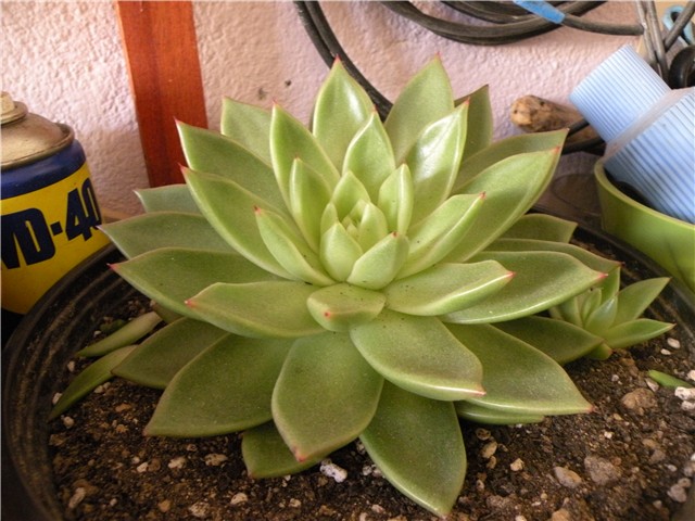 ESCHEVERIA